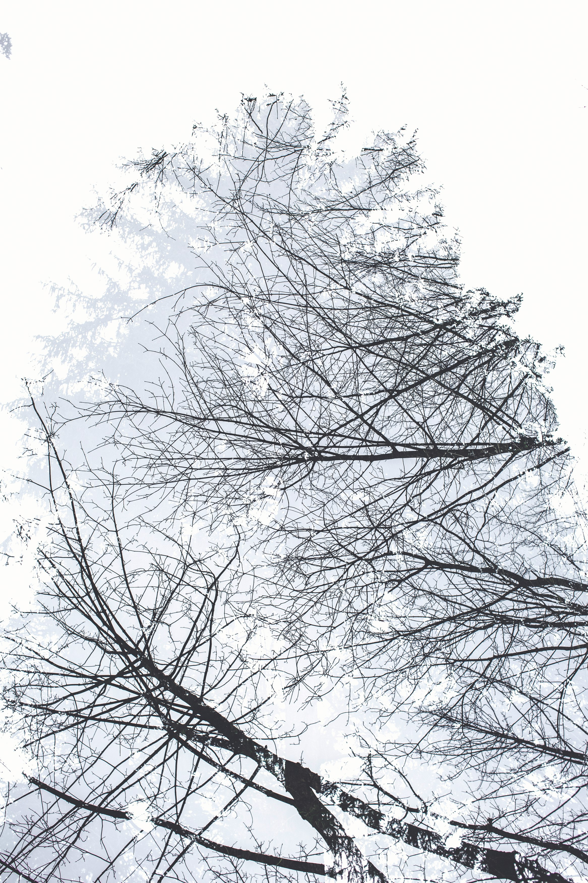 low angle photography of trees